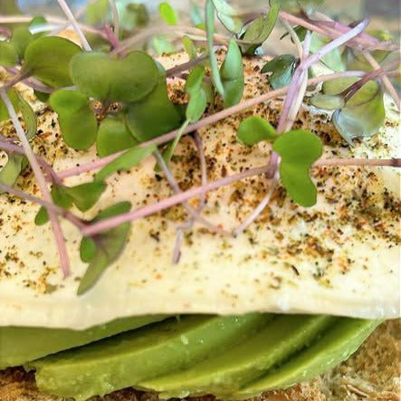 Gator Bite: Microgreen Jalapeno Seasoning Blend