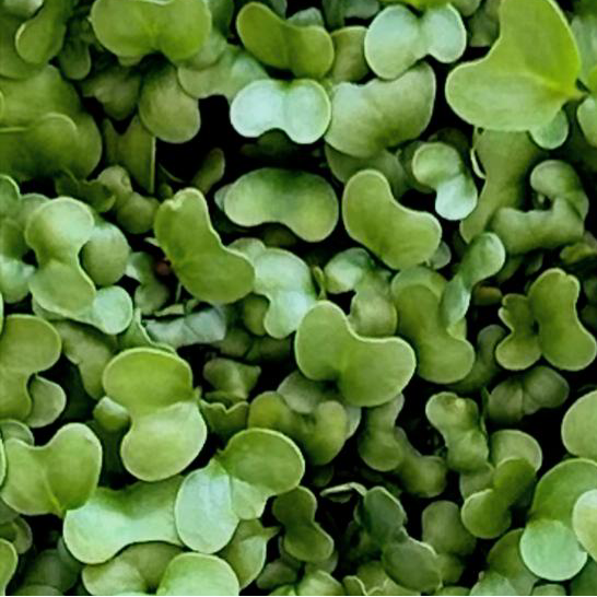 Mangrove Magic: Microgreen Earthy Seasoning Blend
