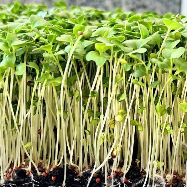 Mangrove Magic: Microgreen Earthy Seasoning Blend