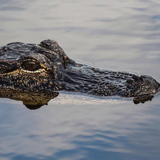 Gator Bite: Cabbage Microgreen Jalapeno Seasoning Blend