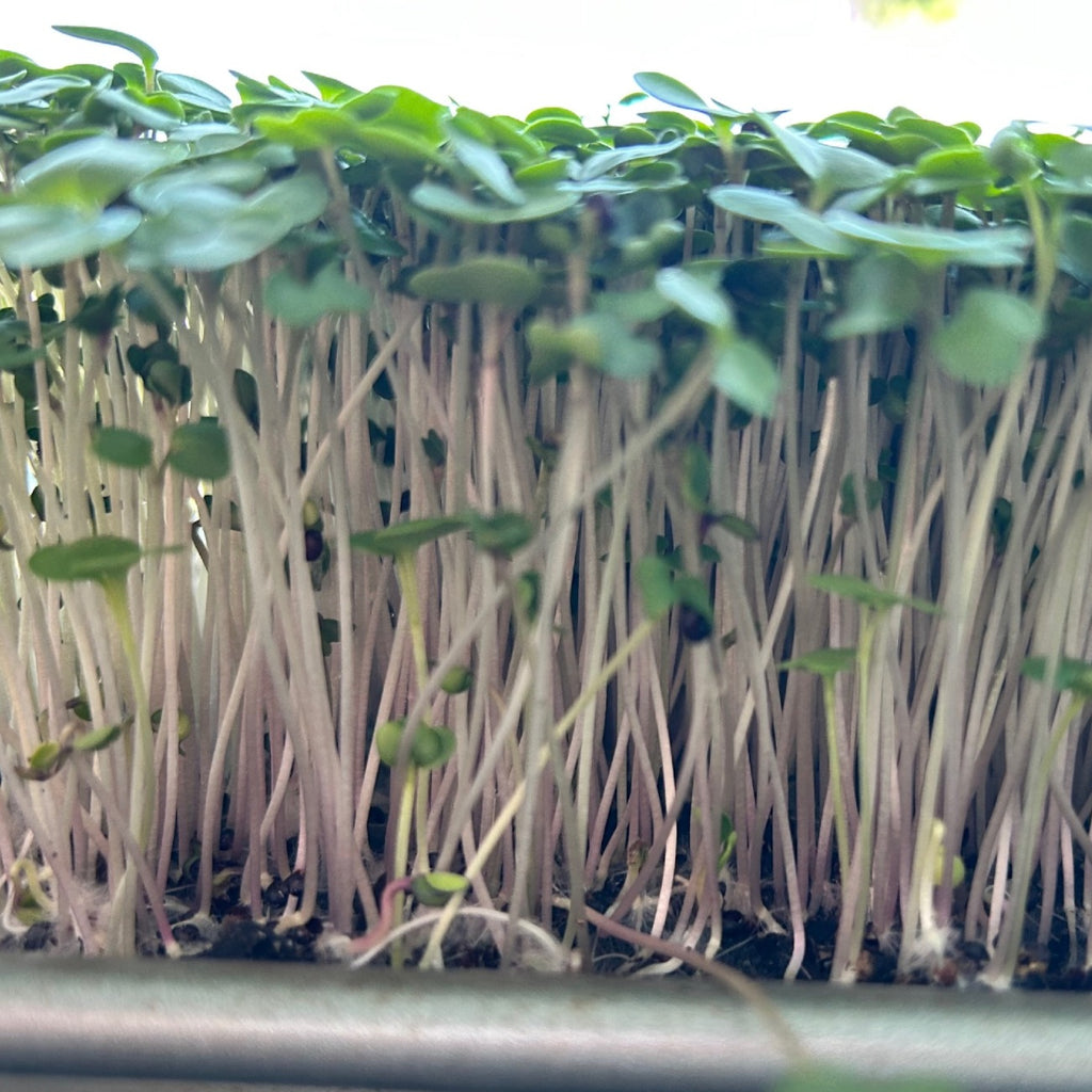 Sun of a Beach: Kale Microgreen Habanero Seasoning Blend
