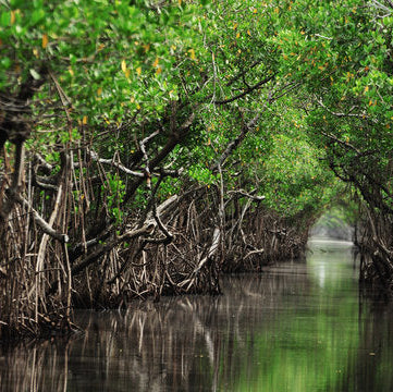 Mangrove Magic: Microgreen Earthy Seasoning Blend