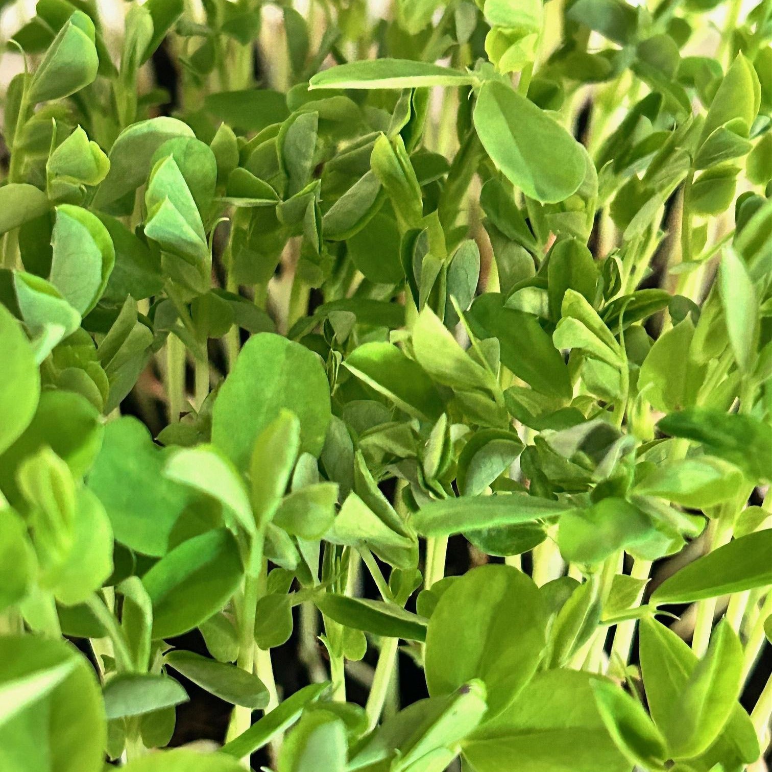 Gulf Coast Greens: 100% Microgreens-that's it!
