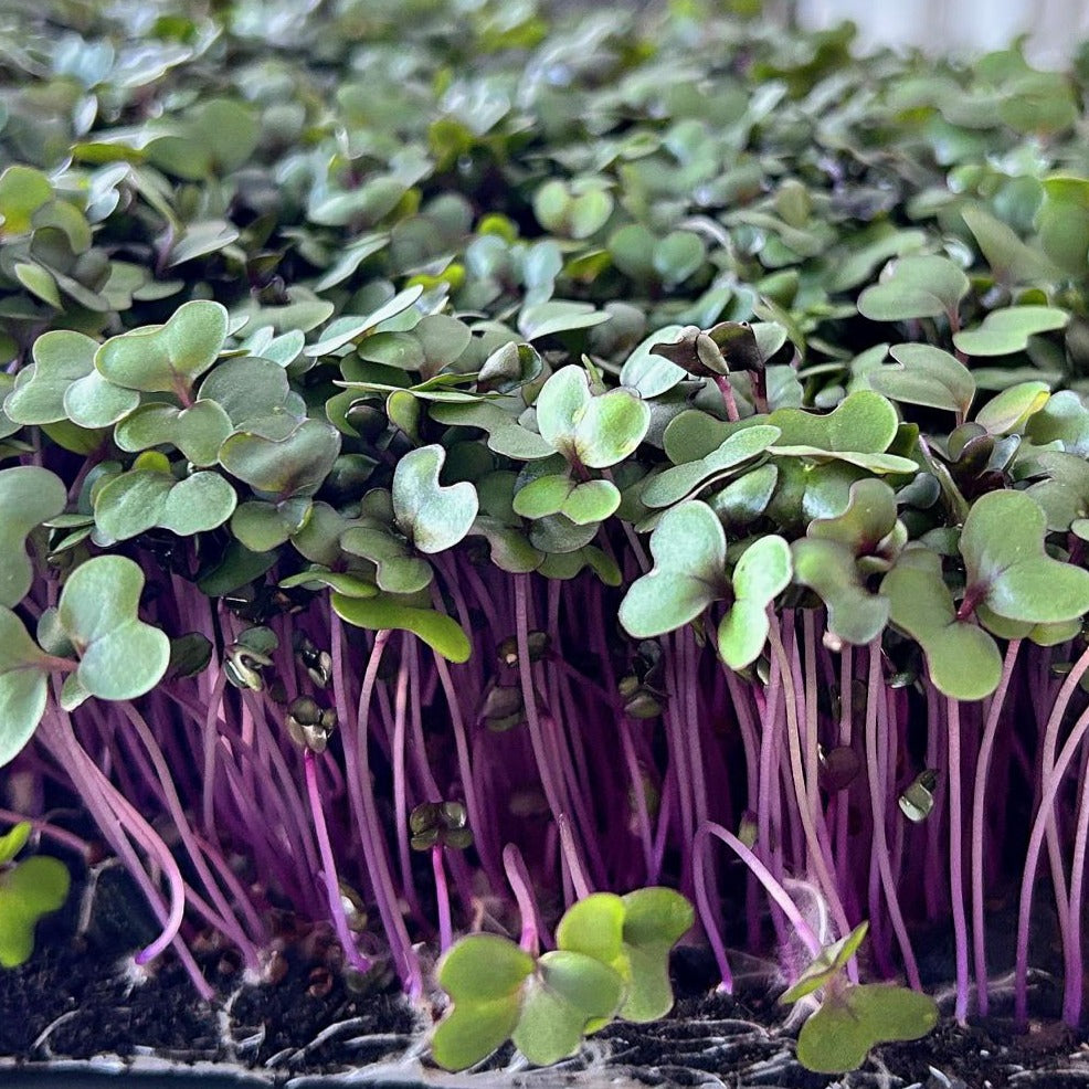 Gator Bite: Cabbage Microgreen Jalapeno Seasoning Blend