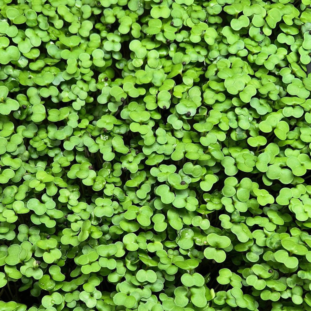 Sun of a Beach: Kale Microgreen Habanero Seasoning Blend
