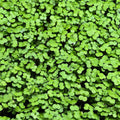 Sun of a Beach: Kale Microgreen Habanero Seasoning Blend