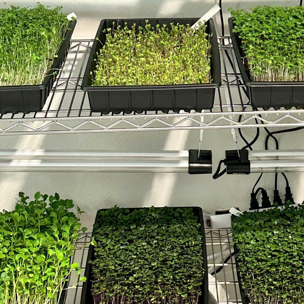 Gulf Coast Greens: 100% Microgreens-that's it!
