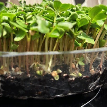 Fresh Catch: Microgreen Blend for Seafood/Fish