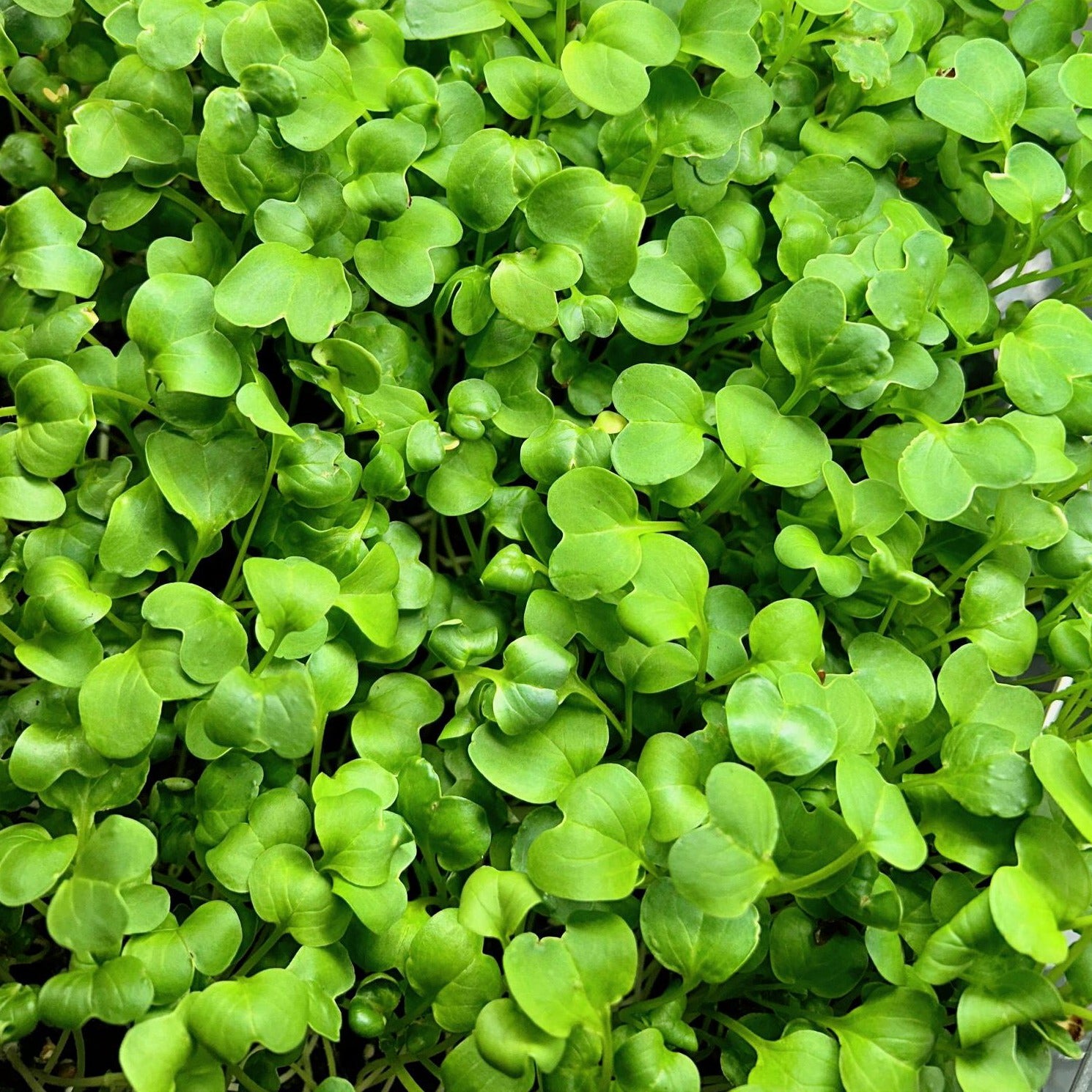 Fresh Catch: Microgreen Blend for Seafood/Fish