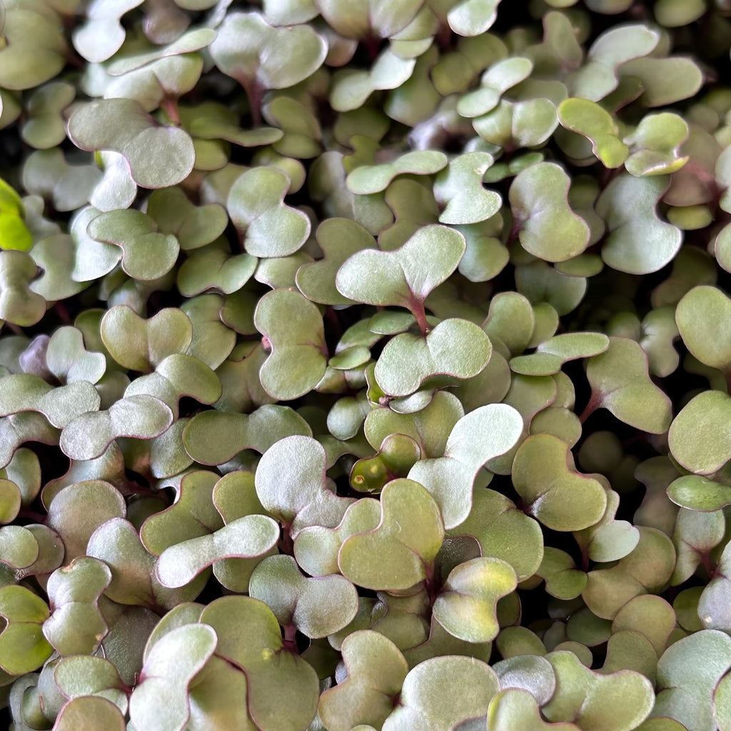 Gator Bite: Cabbage Microgreen Jalapeno Seasoning Blend